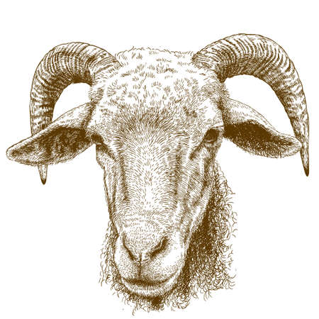 Vector engraving illustration of hand drawn ram head isolated on white backgroundのイラスト素材