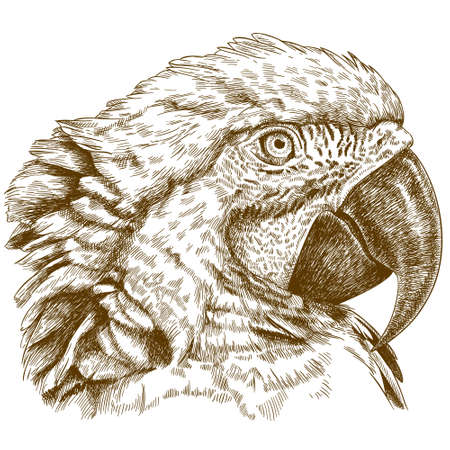 Vector antique engraving illustration of macaw head isolated on white backgroundのイラスト素材