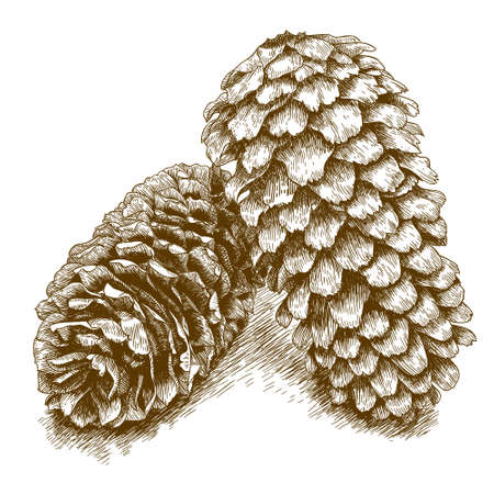 Vector antique engraving illustration of two pine cones isolated on white backgroundのイラスト素材