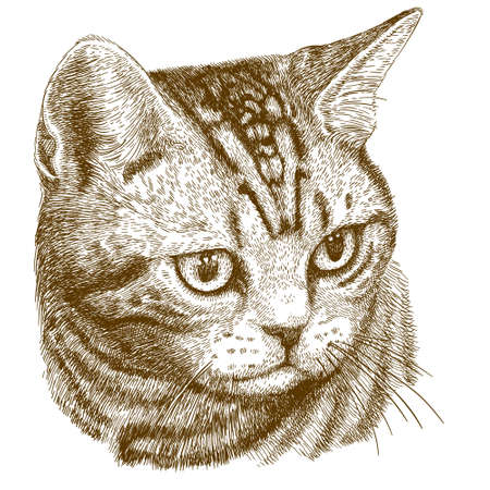 Vector antique engraving illustration of cat head isolated on white backgroundのイラスト素材
