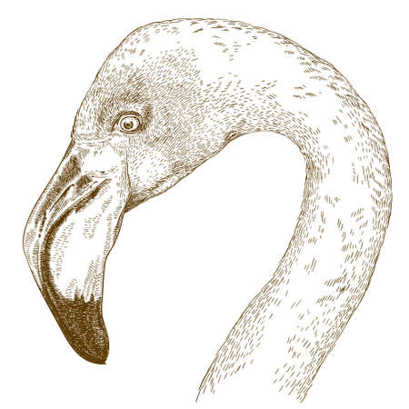 antique engraving illustration of flamingo head isolated on white backgroundのイラスト素材