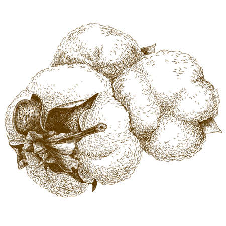 antique engraving illustration of cotton isolated on white backgroundのイラスト素材