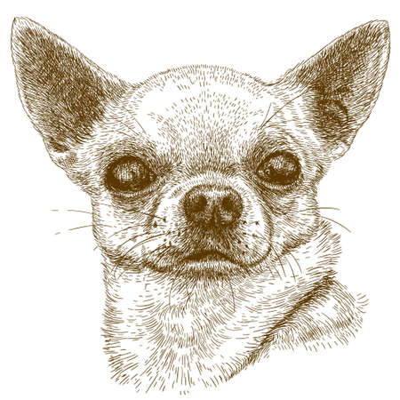 antique engraving illustration of chihuahua head isolated on white backgroundのイラスト素材