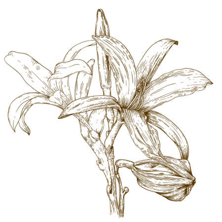 antique engraving illustration of lily flower isolated on white backgroundのイラスト素材