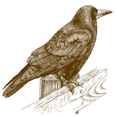 antique engraving illustration of raven isolated on white backgroundのイラスト素材