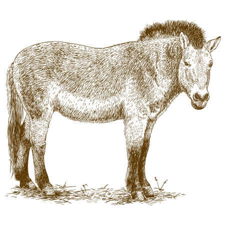 antique engraving illustration of Przewalski horse isolated on white backgroundのイラスト素材