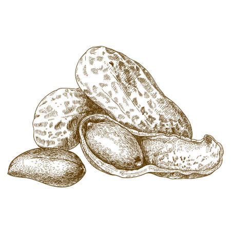 antique engraving illustration of shelled peanuts isolated on white backgroundのイラスト素材