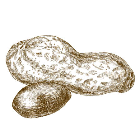 antique engraving illustration of peanuts pod isolated on white backgroundのイラスト素材