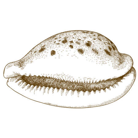 antique engraving illustration of seashell isolated on white backgroundのイラスト素材