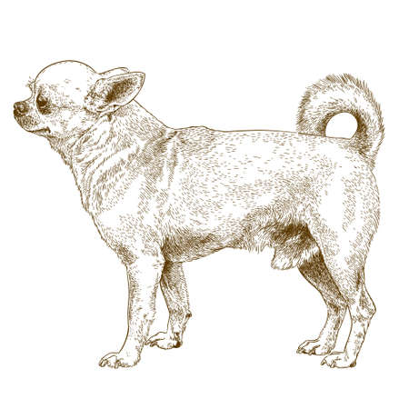antique engraving illustration of chihuahua dog isolated on white backgroundのイラスト素材