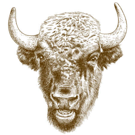 Vector antique engraving illustration of bison headのイラスト素材