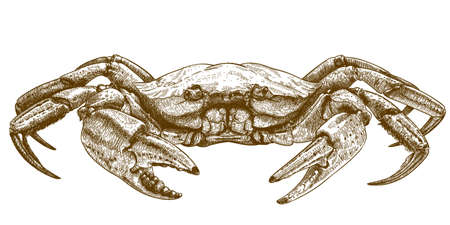 Vector engraving illustration of crabのイラスト素材