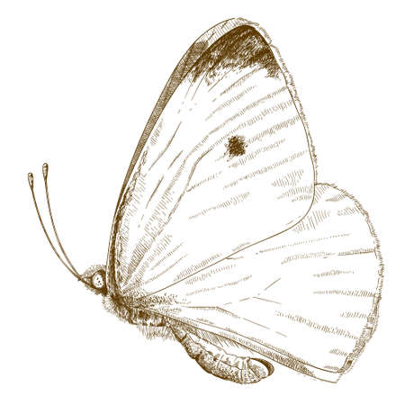 Vector antique engraving illustration of small cabbage white butterfly isolated on white backgroundのイラスト素材