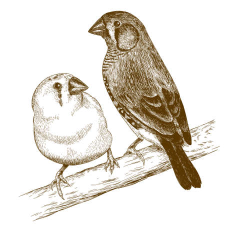 Vector antique engraving illustration of two japanese finches isolated on white backgroundのイラスト素材