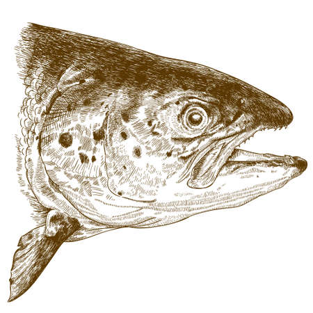 Vector antique engraving illustration of salmon head isolated on white backgroundのイラスト素材
