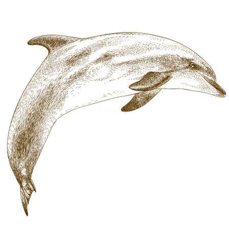 Vector antique engraving illustration of dolphin isolated on white backgroundのイラスト素材