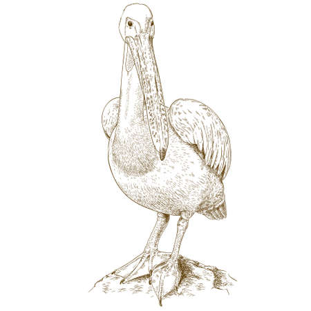 Vector antique engraving illustration of big pelican isolated on white backgroundのイラスト素材