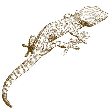 Vector antique engraving illustration of gecko isolated on white backgroundのイラスト素材