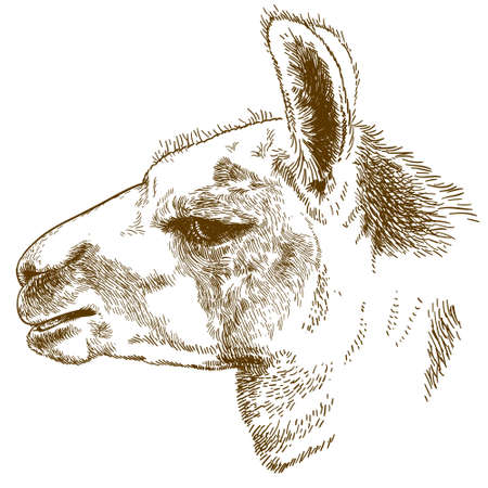 Vector antique engraving illustration of lama head isolated on white backgroundのイラスト素材