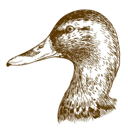 Vector antique engraving illustration of mullard duck head isolated on white backgroundのイラスト素材
