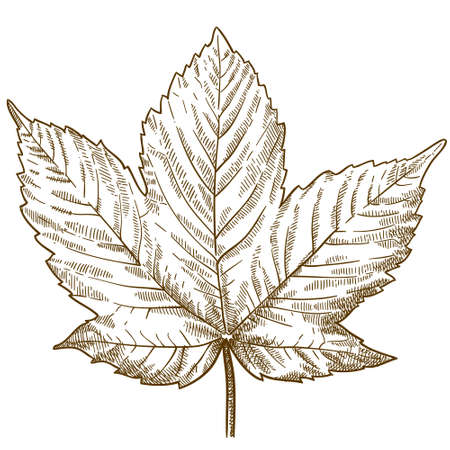 Vector antique engraving illustration of maple leaf isolated on white backgroundのイラスト素材