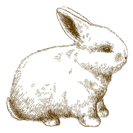 Vector antique engraving illustration of fluffy bunny isolated on white backgroundのイラスト素材