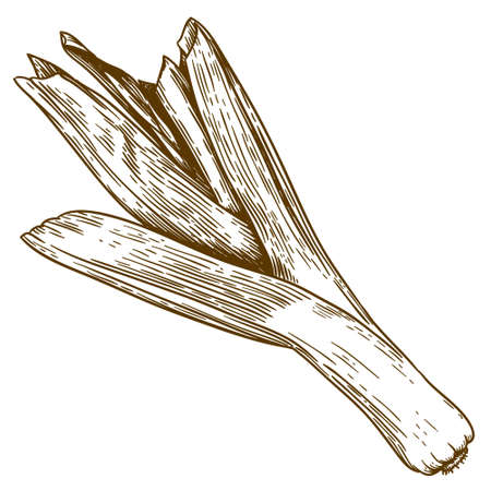 Vector antique engraving illustration of leek isolated on white backgroundのイラスト素材