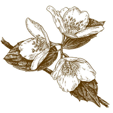 Vector antique engraving illustration of three jasmine flowers isolated on white backgroundのイラスト素材