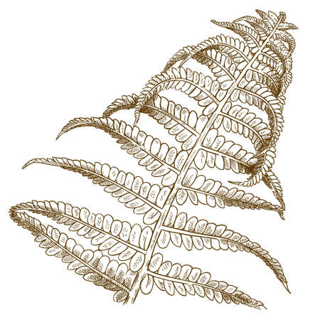 Vector antique engraving illustration of fern isolated on white backgroundのイラスト素材