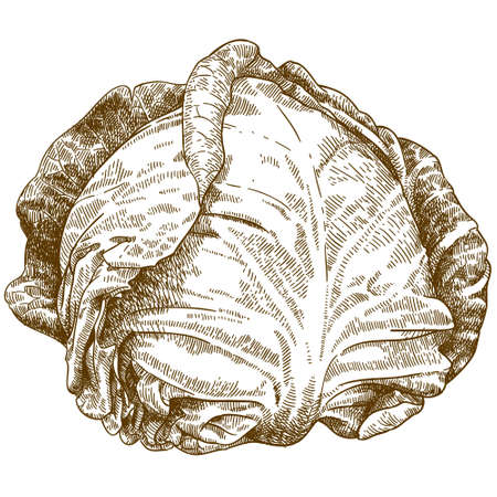 Vector antique engraving illustration of cabbage isolated on white backgroundのイラスト素材