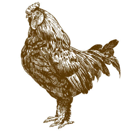 Vector antique engraving illustration of rooster isolatedのイラスト素材