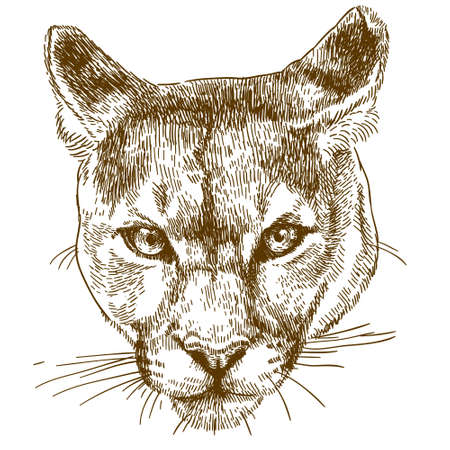 Vector antique engraving illustration of cougar head isolatedのイラスト素材