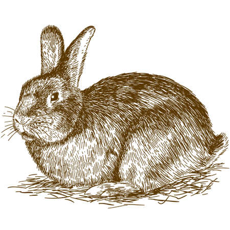 Vector antique engraving drawing illustration of bunny isolatedのイラスト素材