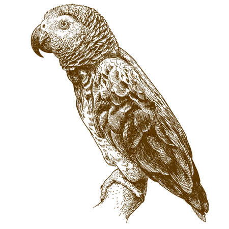 Vector antique engraving drawing illustration of African grey parrot isolatedのイラスト素材