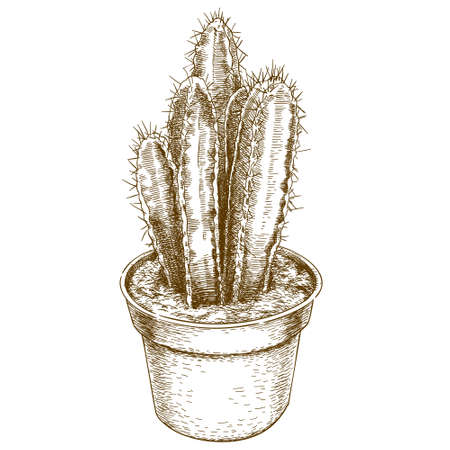 Vector antique engraving drawing illustration of potted cactus isolatedのイラスト素材