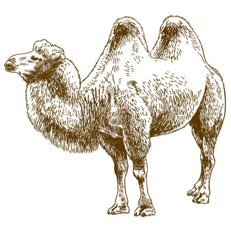 Vector antique engraving drawing illustration of camel isolatedのイラスト素材