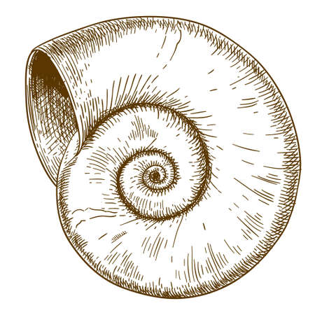 Vector antique engraving drawing illustration of spiral shell isolatedのイラスト素材