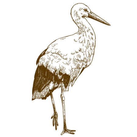 Vector antique engraving drawing illustration of stork isolated on white backgroundのイラスト素材