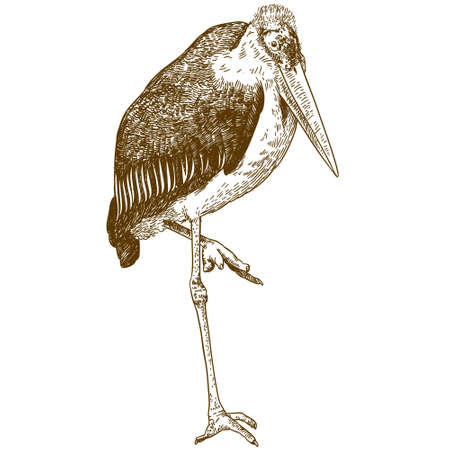 Vector antique engraving drawing illustration of marabou crane isolated on white backgroundのイラスト素材