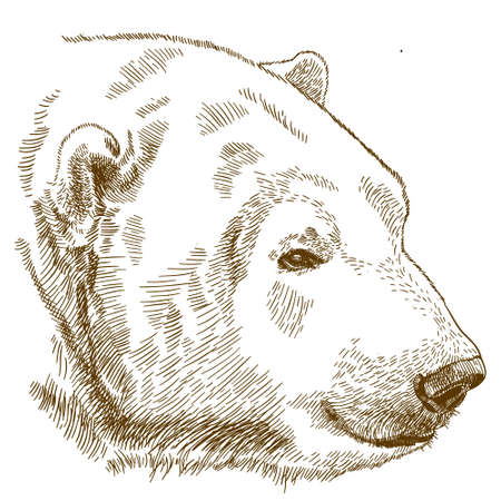 Vector antique engraving illustration of polar bear head isolated on white backgroundのイラスト素材