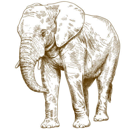 Antique engraving drawing vector illustration of big elephant isolated on white background.のイラスト素材