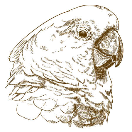 Antique engraving drawing vector illustration of white cockatoo head isolated on white background.のイラスト素材