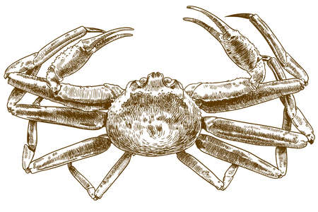 A Vector antique engraving drawing illustration of chionoecetes opilio crab isolated on white backgroundのイラスト素材