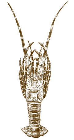 A Vector antique engraving drawing illustration of big spiny lobster isolated on white backgroundのイラスト素材