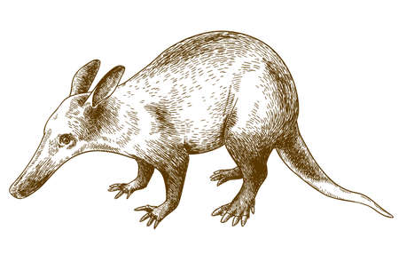 Vector antique engraving drawing illustration of aardvark isolated on white backgroundのイラスト素材