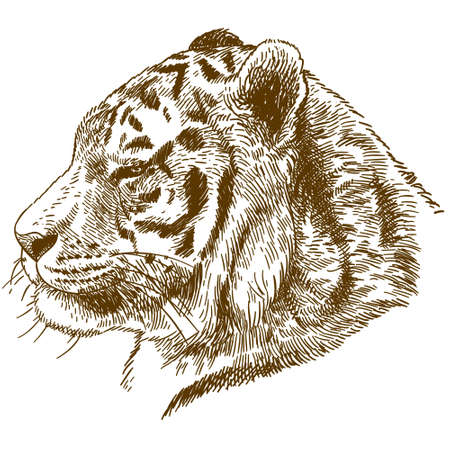 Vector antique engraving drawing illustration of Siberian tigerのイラスト素材