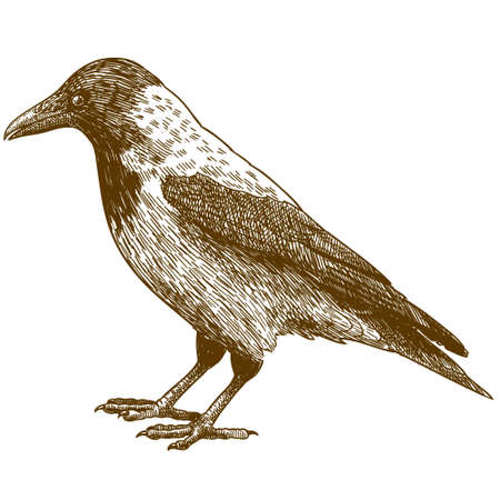 Vector antique engraving drawing illustration of crow isolated on white backgroundのイラスト素材