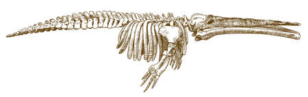 Cetotherium whale image illustrationのイラスト素材