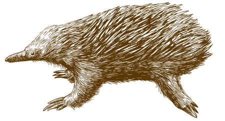 Echidna outline image illustrationのイラスト素材