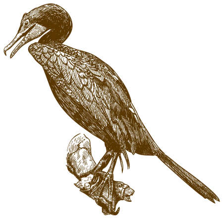 Cormorant bird outline image illustrationのイラスト素材
